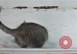 Image of behavior of cats United States USA, 1957, second 56 stock footage video 65675047221