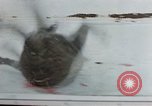 Image of behavior of cats United States USA, 1957, second 57 stock footage video 65675047221