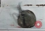 Image of behavior of cats United States USA, 1957, second 58 stock footage video 65675047221