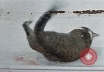 Image of behavior of cats United States USA, 1957, second 59 stock footage video 65675047221