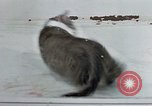Image of behavior of cats United States USA, 1957, second 60 stock footage video 65675047221