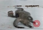 Image of behavior of cats United States USA, 1957, second 61 stock footage video 65675047221