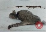 Image of behavior of cats United States USA, 1957, second 62 stock footage video 65675047221