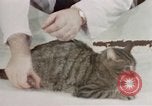 Image of behavior of cats United States USA, 1957, second 8 stock footage video 65675047222