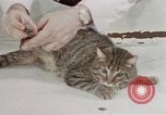 Image of behavior of cats United States USA, 1957, second 9 stock footage video 65675047222