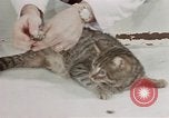 Image of behavior of cats United States USA, 1957, second 10 stock footage video 65675047222