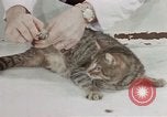 Image of behavior of cats United States USA, 1957, second 11 stock footage video 65675047222