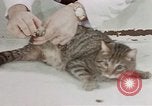 Image of behavior of cats United States USA, 1957, second 12 stock footage video 65675047222
