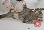 Image of behavior of cats United States USA, 1957, second 13 stock footage video 65675047222