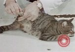 Image of behavior of cats United States USA, 1957, second 14 stock footage video 65675047222