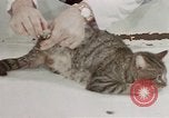 Image of behavior of cats United States USA, 1957, second 15 stock footage video 65675047222