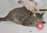 Image of behavior of cats United States USA, 1957, second 16 stock footage video 65675047222