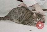 Image of behavior of cats United States USA, 1957, second 17 stock footage video 65675047222
