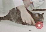Image of behavior of cats United States USA, 1957, second 18 stock footage video 65675047222