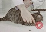 Image of behavior of cats United States USA, 1957, second 19 stock footage video 65675047222