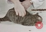 Image of behavior of cats United States USA, 1957, second 20 stock footage video 65675047222