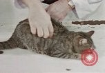 Image of behavior of cats United States USA, 1957, second 21 stock footage video 65675047222