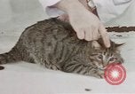 Image of behavior of cats United States USA, 1957, second 22 stock footage video 65675047222
