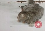 Image of behavior of cats United States USA, 1957, second 23 stock footage video 65675047222