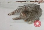 Image of behavior of cats United States USA, 1957, second 24 stock footage video 65675047222