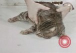 Image of behavior of cats United States USA, 1957, second 25 stock footage video 65675047222
