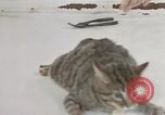Image of behavior of cats United States USA, 1957, second 27 stock footage video 65675047222