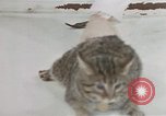Image of behavior of cats United States USA, 1957, second 28 stock footage video 65675047222