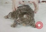 Image of behavior of cats United States USA, 1957, second 29 stock footage video 65675047222