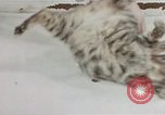 Image of behavior of cats United States USA, 1957, second 30 stock footage video 65675047222