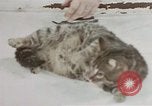 Image of behavior of cats United States USA, 1957, second 31 stock footage video 65675047222