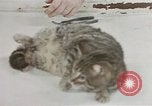 Image of behavior of cats United States USA, 1957, second 32 stock footage video 65675047222