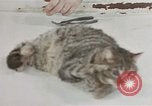 Image of behavior of cats United States USA, 1957, second 33 stock footage video 65675047222