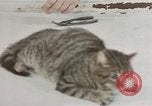Image of behavior of cats United States USA, 1957, second 34 stock footage video 65675047222