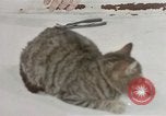 Image of behavior of cats United States USA, 1957, second 35 stock footage video 65675047222