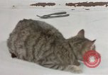 Image of behavior of cats United States USA, 1957, second 36 stock footage video 65675047222