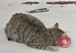 Image of behavior of cats United States USA, 1957, second 37 stock footage video 65675047222