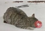 Image of behavior of cats United States USA, 1957, second 38 stock footage video 65675047222