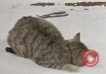 Image of behavior of cats United States USA, 1957, second 39 stock footage video 65675047222