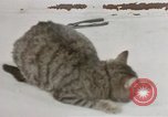 Image of behavior of cats United States USA, 1957, second 40 stock footage video 65675047222