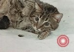 Image of behavior of cats United States USA, 1957, second 41 stock footage video 65675047222