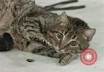 Image of behavior of cats United States USA, 1957, second 42 stock footage video 65675047222