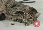 Image of behavior of cats United States USA, 1957, second 43 stock footage video 65675047222