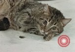Image of behavior of cats United States USA, 1957, second 44 stock footage video 65675047222