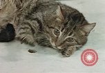 Image of behavior of cats United States USA, 1957, second 45 stock footage video 65675047222