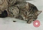 Image of behavior of cats United States USA, 1957, second 46 stock footage video 65675047222