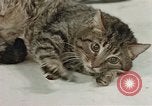 Image of behavior of cats United States USA, 1957, second 47 stock footage video 65675047222