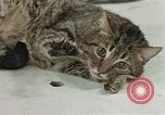 Image of behavior of cats United States USA, 1957, second 48 stock footage video 65675047222