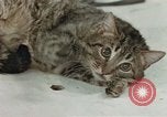 Image of behavior of cats United States USA, 1957, second 49 stock footage video 65675047222