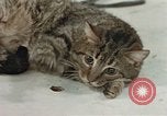 Image of behavior of cats United States USA, 1957, second 50 stock footage video 65675047222