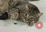 Image of behavior of cats United States USA, 1957, second 51 stock footage video 65675047222